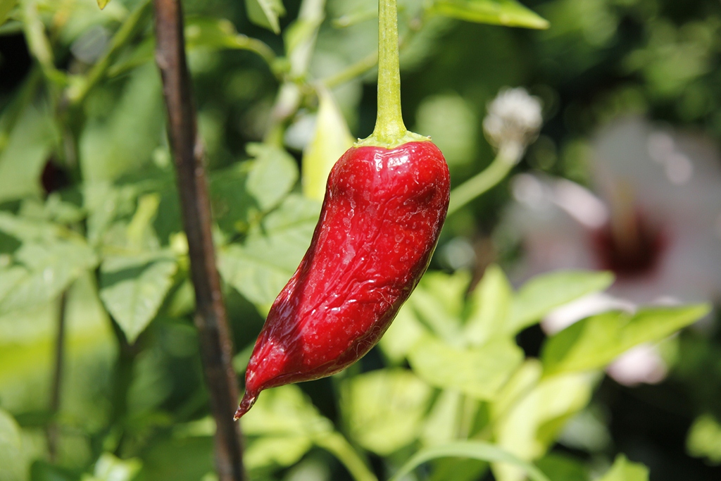 Coltiva i tuoi peperoncini