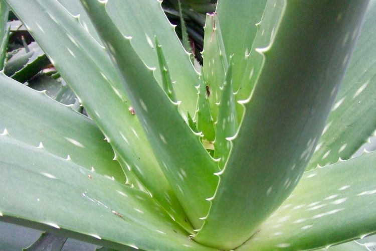 Gel di Aloe Vera fatto in casa