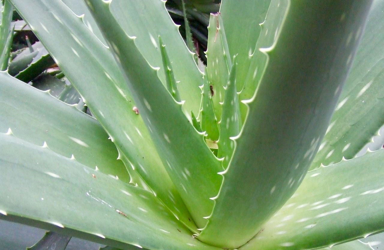 Gel di Aloe Vera fatto in casa